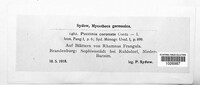 Puccinia coronata image
